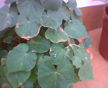 Imagen094.jpg