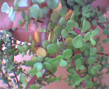 Imagen095.jpg