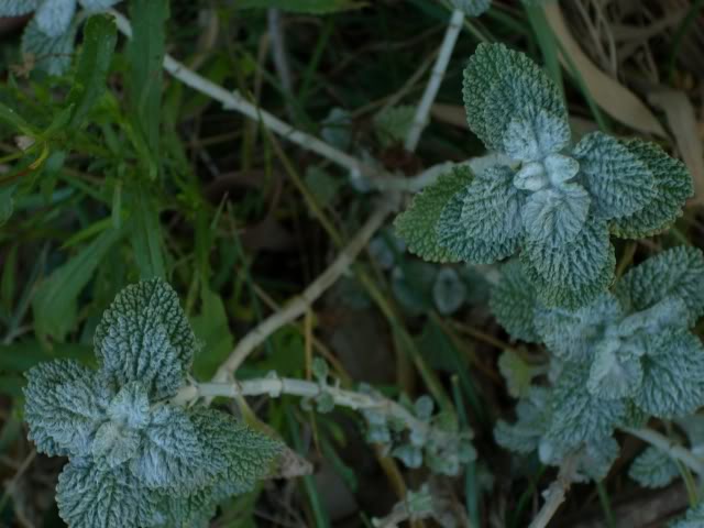 Imagen098.jpg