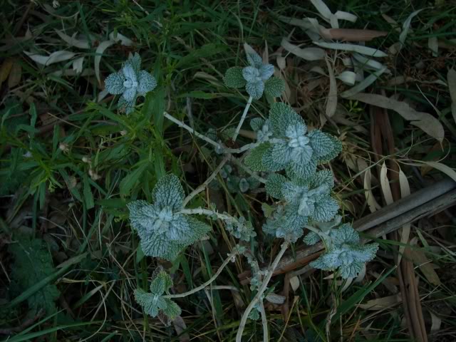 Imagen099.jpg