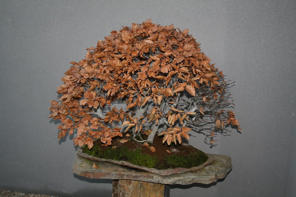 Imagen110.jpg