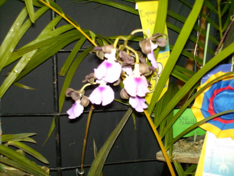 Imagen116.jpg
