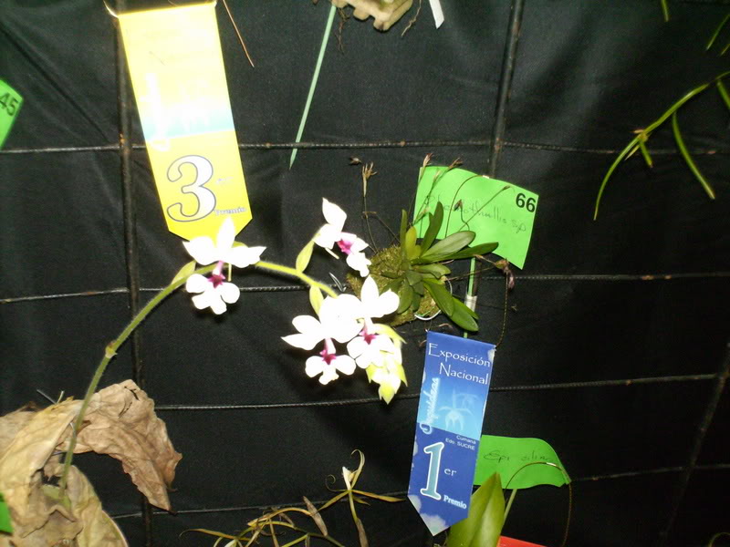 Imagen135.jpg