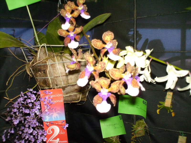 Imagen136.jpg