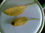 Imagen137.jpg