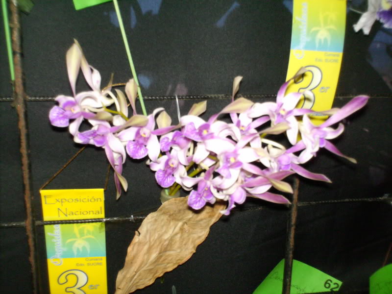 Imagen137.jpg