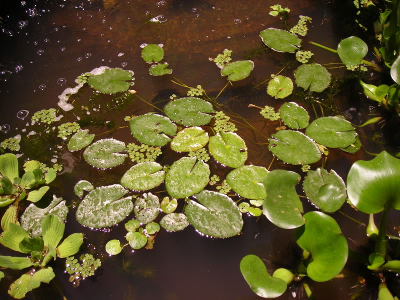 Imagen161.jpg