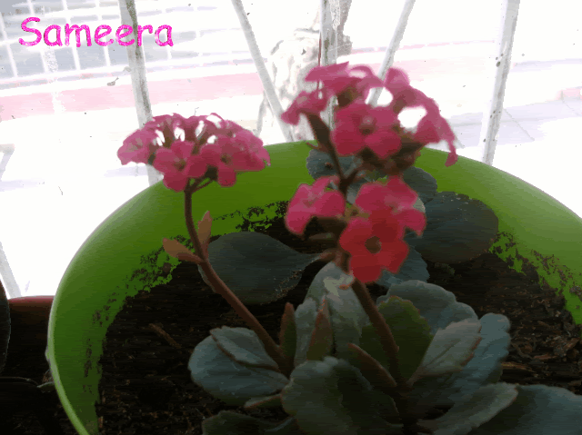 Imagen168-2.gif