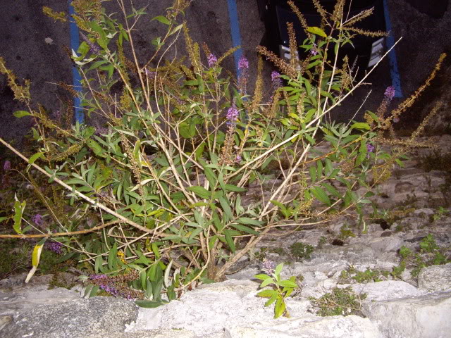 Imagen182.jpg