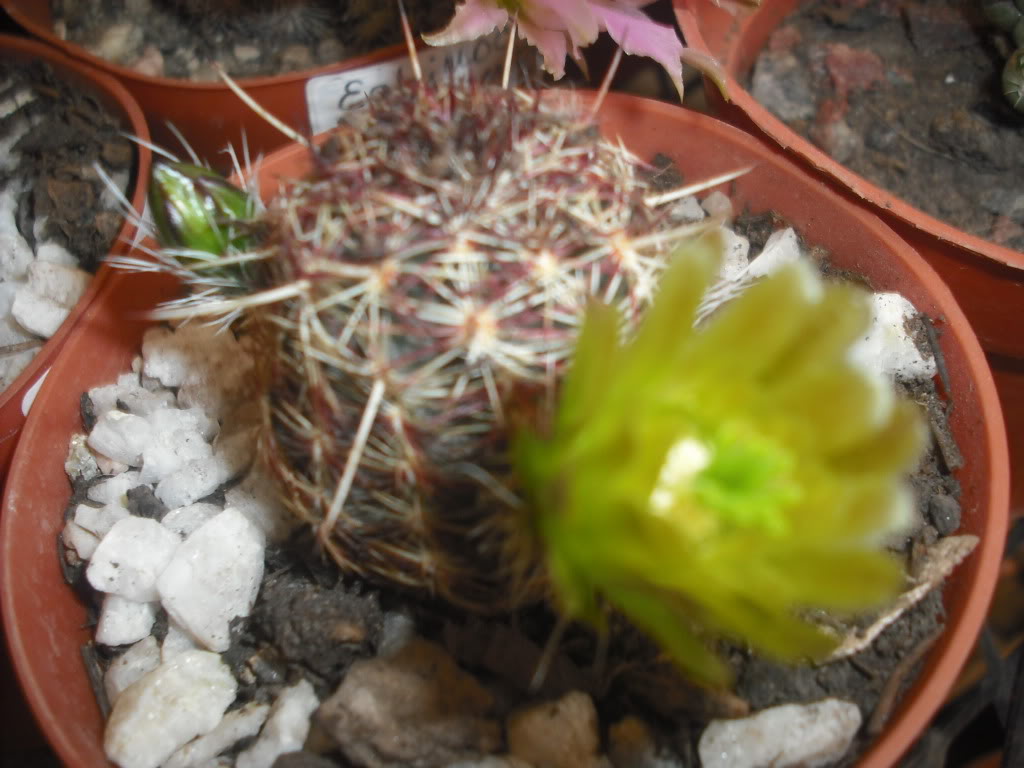 Imagen184.jpg