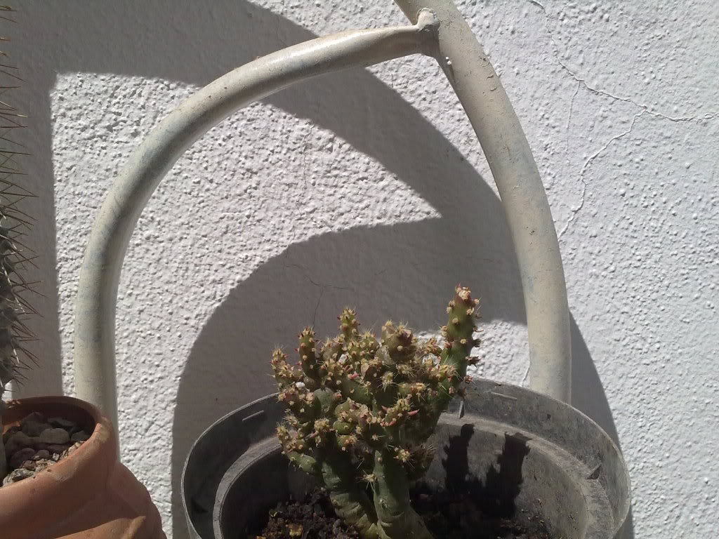 Imagen2109.jpg