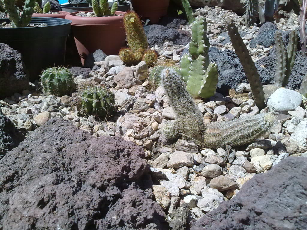 Imagen2117.jpg