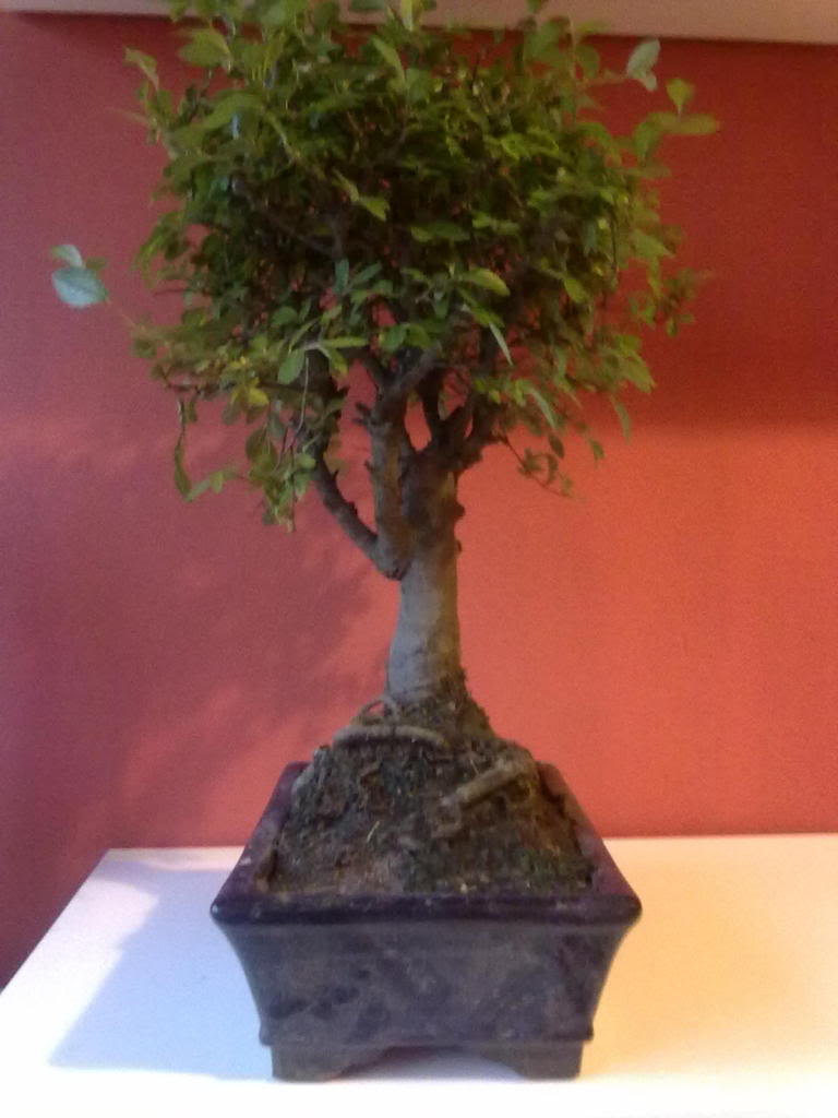 Imagen285.jpg