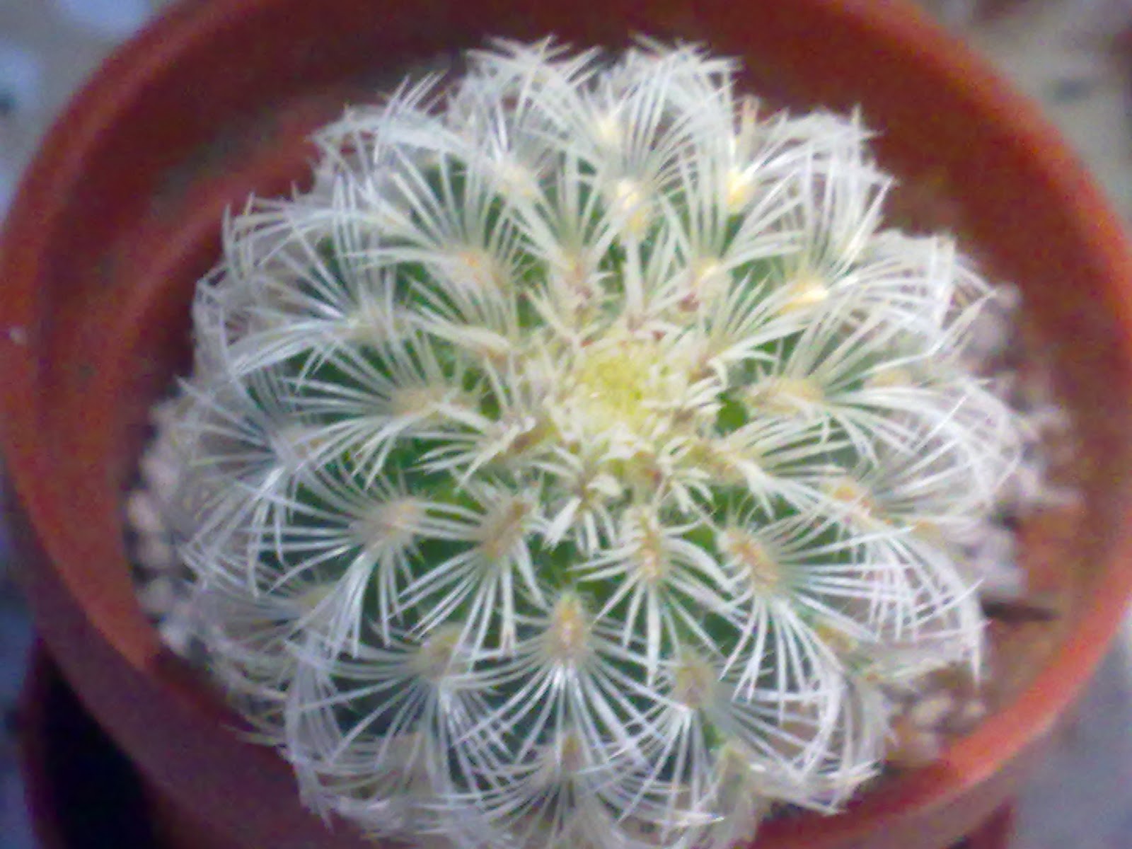 Imagen501.jpg