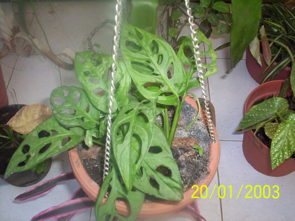 Imagen599.jpg