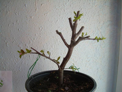 Imagen_00210.jpg
