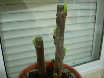 Imagen_0214.jpg