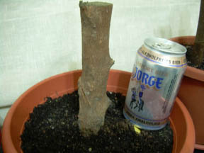 Imagen_0241.jpg