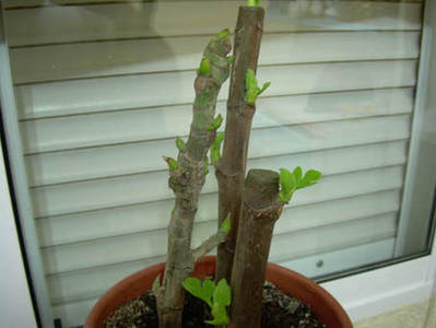 Imagen_0252.jpg