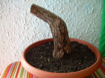 Imagen_0302.jpg