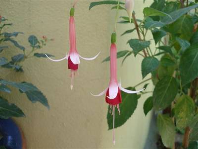 Imagen_056_Small_.jpg