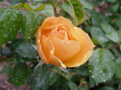 Imagen_063_Small_.jpg