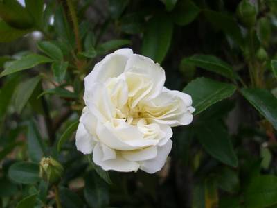 Imagen_074_Small_.jpg