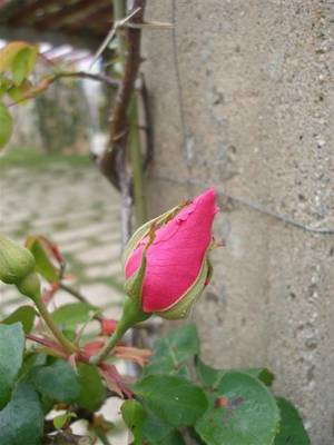 Imagen_111_Small_.jpg
