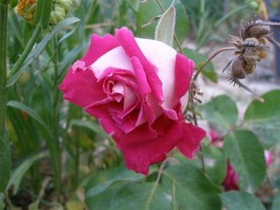 Imagen_154_Small_.jpg