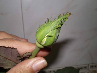 Imagen_157.jpg