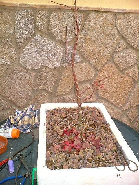 Imagen_1681.jpg
