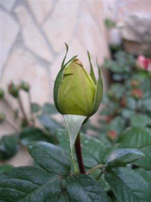 Imagen_265_Small_.jpg