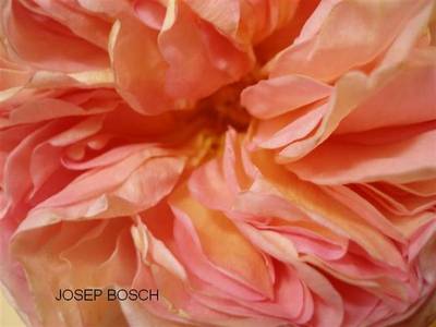Imagen_282_Medium_Small_.JPG