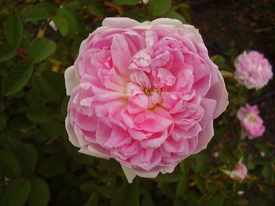 Imagen_398.jpg