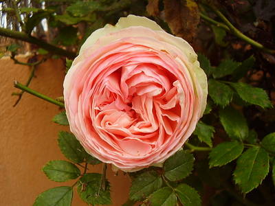 Imagen_406.jpg