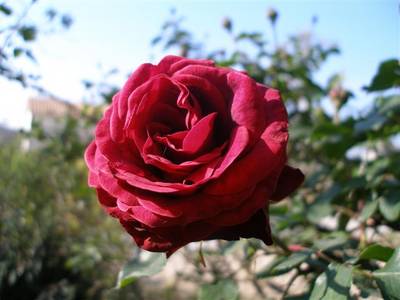 Imagen_412_Small_.jpg