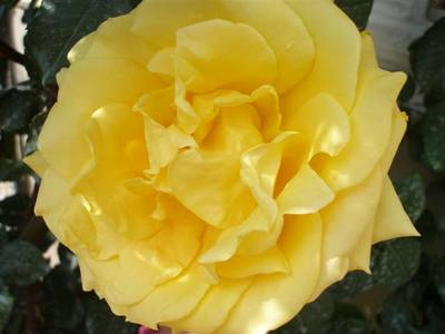 Imagen_457_Small_.jpg