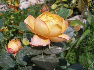 Imagen_460_Small_.jpg
