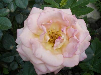 Imagen_462_Small_.jpg