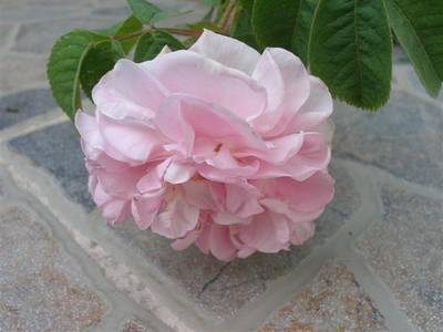 Imagen_476_Small_.jpg