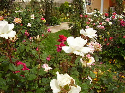 Imagen_499.jpg