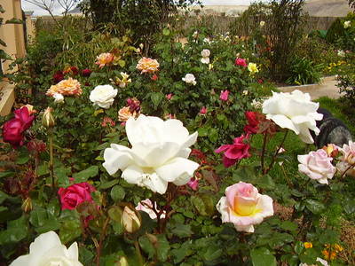 Imagen_5011.jpg