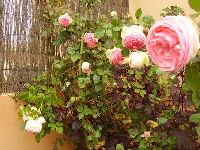Imagen_532.jpg