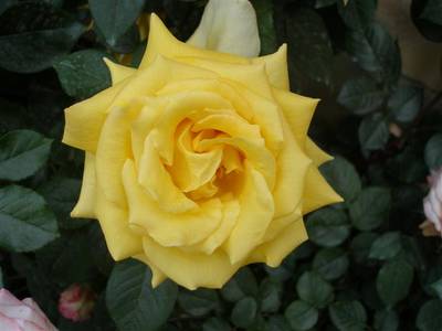 Imagen_540_Small_.jpg