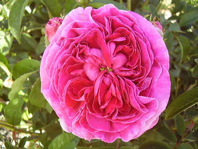 Imagen_552.jpg