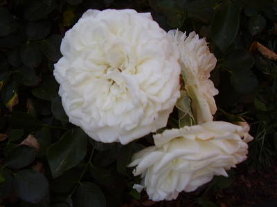 Imagen_559.jpg