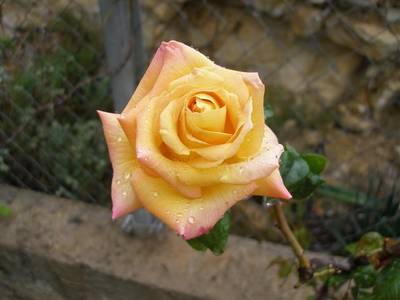 Imagen_766_Small_.jpg