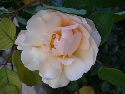 Imagen_783_Small_.jpg