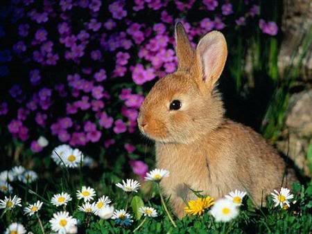 imagenes-animales-conejo.jpg