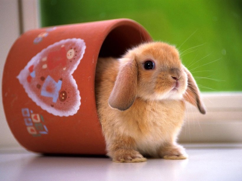 imagenes-conejos-g.jpg
